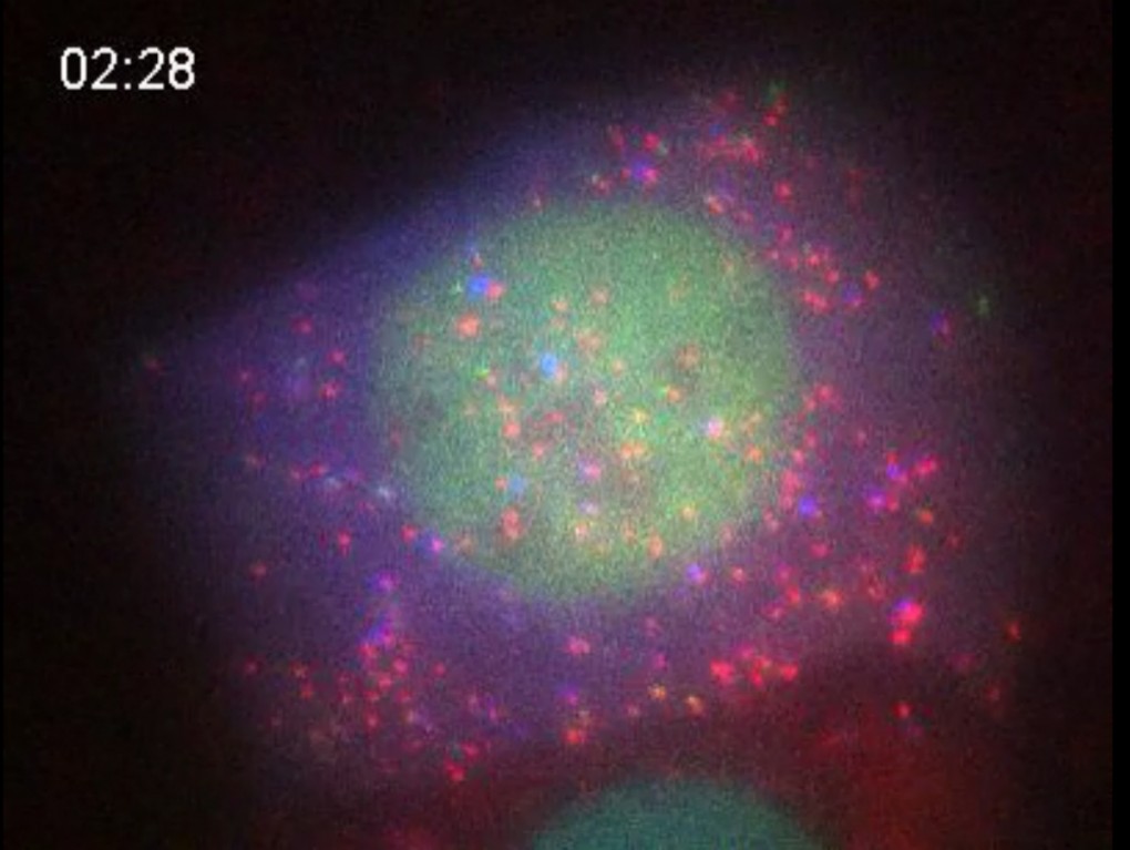 Επιστήμονες κατέγραψαν για πρώτη φορά τη “γέννηση” πρωτεΐνης σε ζωντανό κύτταρο (video)