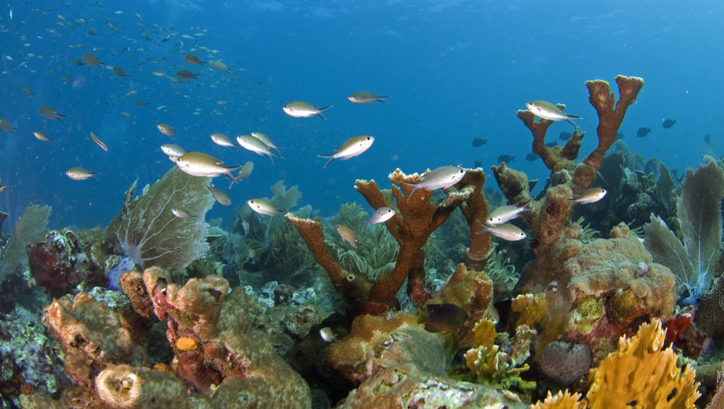 epa02442943 A Handout photo released on 11 November 2010 which shows coral in Arcas Key, in the Mexican state of Campeche, in which the increase of almost half degree centigrade in the Gulf of Mexico's temperature, that has been registered, is seriously threating the reef ecosystems, particulary the ones that are located in this area, which are turning white, thus affecting the biodiversity of the region, according to Greenpeace. EPA/Luis Javier Sandoval / Greenpeace HANDOUT EDITORIAL USE ONLY/NO SALES