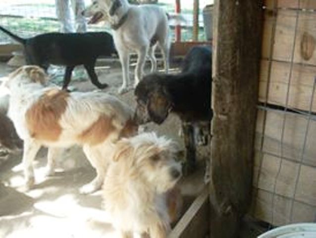 Χανιά: Μήν εγκαταλείπετε ζώα στο Νοσοκομείο Χανίων. Δεν μας αξίζουν αυτές οι εικόνες!(audio)