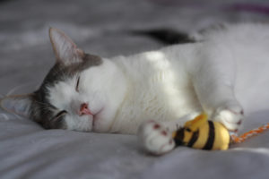 pets-travel-summer-cat