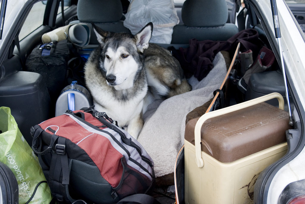 pets-travel-holidays