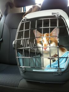 travel-cat-summer-pets