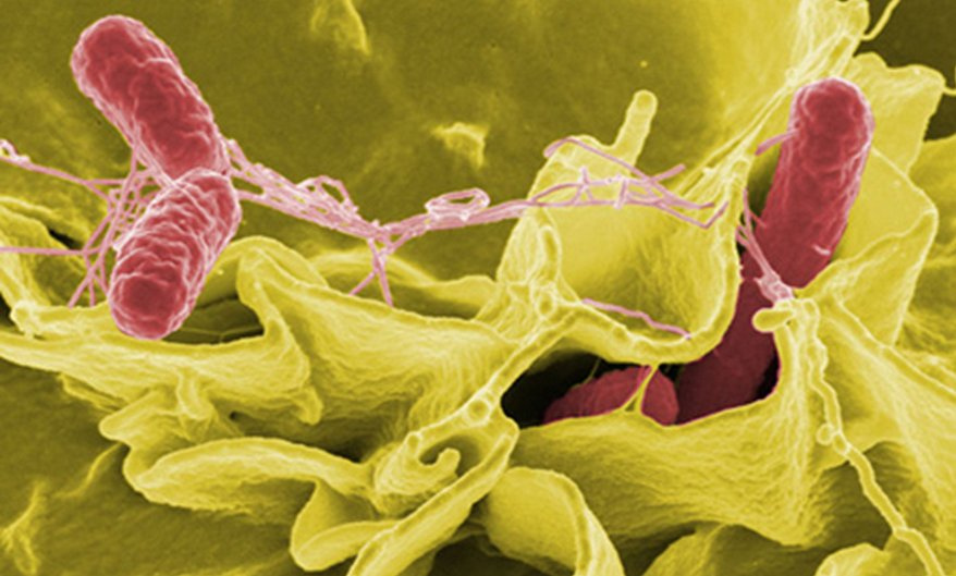 microbe
