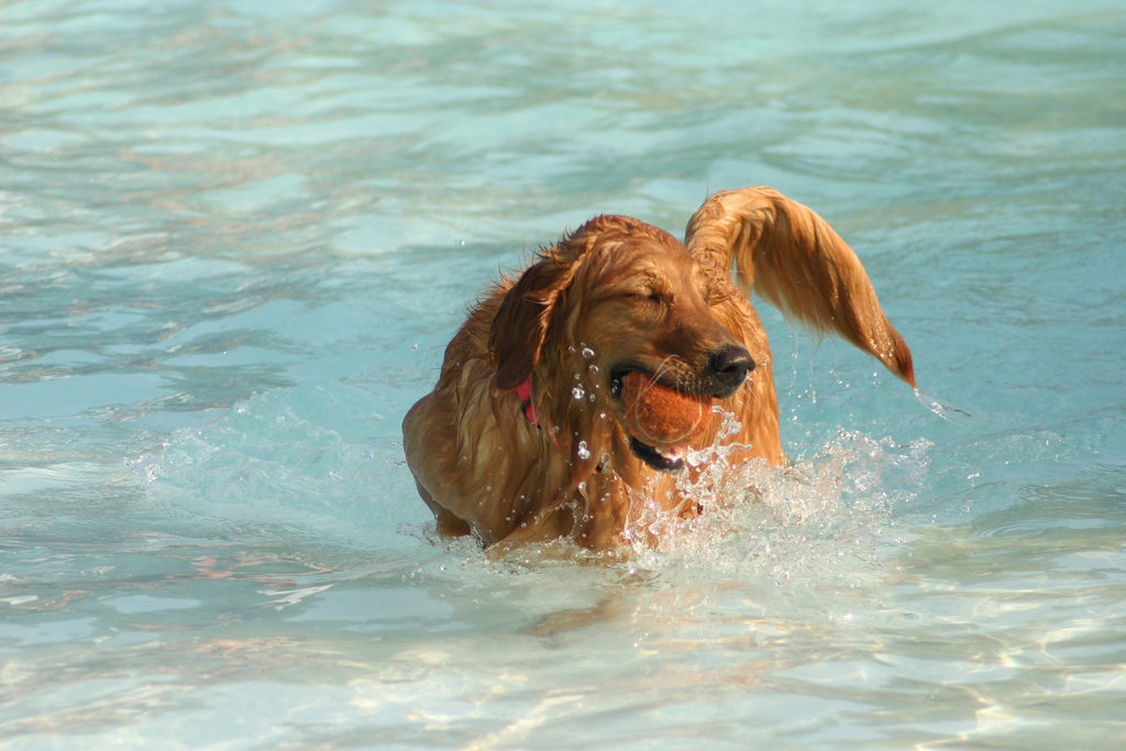 pets-sea-summer