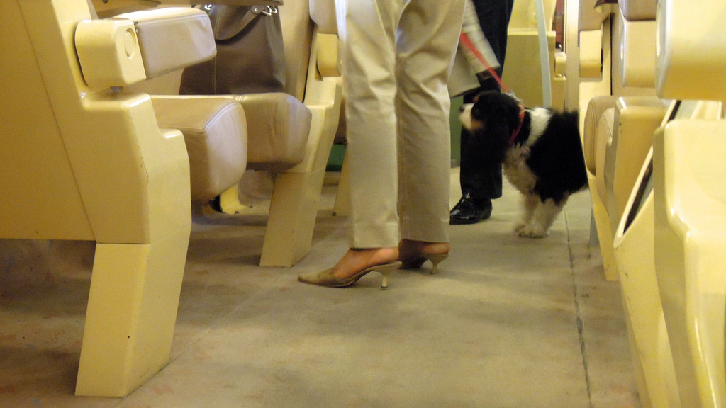 travel-pets