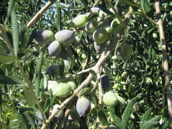 Χανιά: Στοιχεία για ενιαίο αίτημα αποζημιώσεων στις ελιές ζητά ο ΣΕΔΗΚ από Δήμους