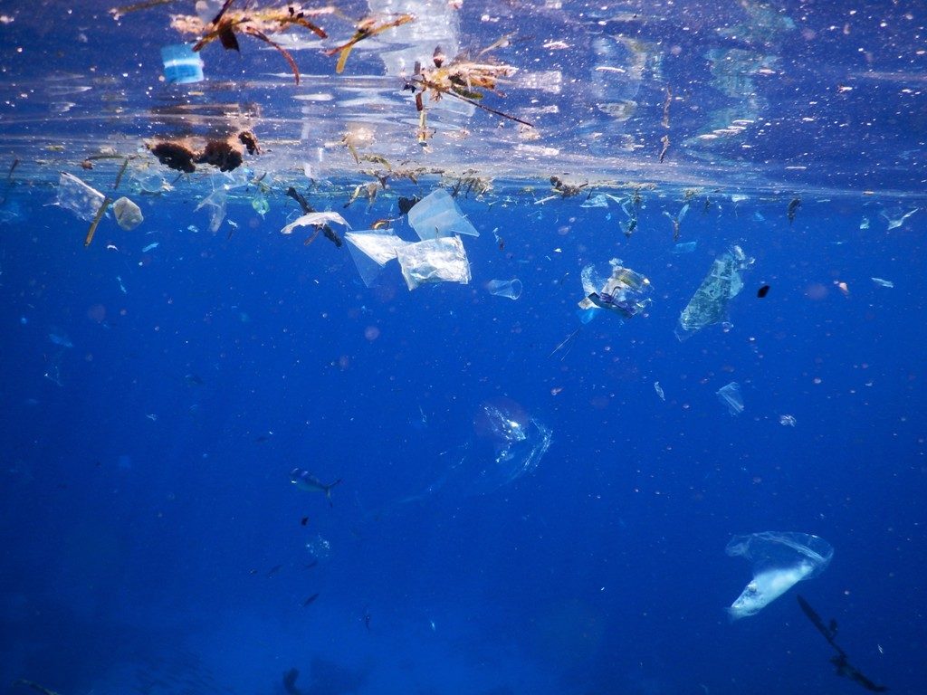 Plastic The Real Sea Monster (2)