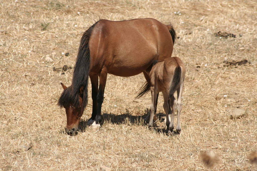 The_Skyros_pony