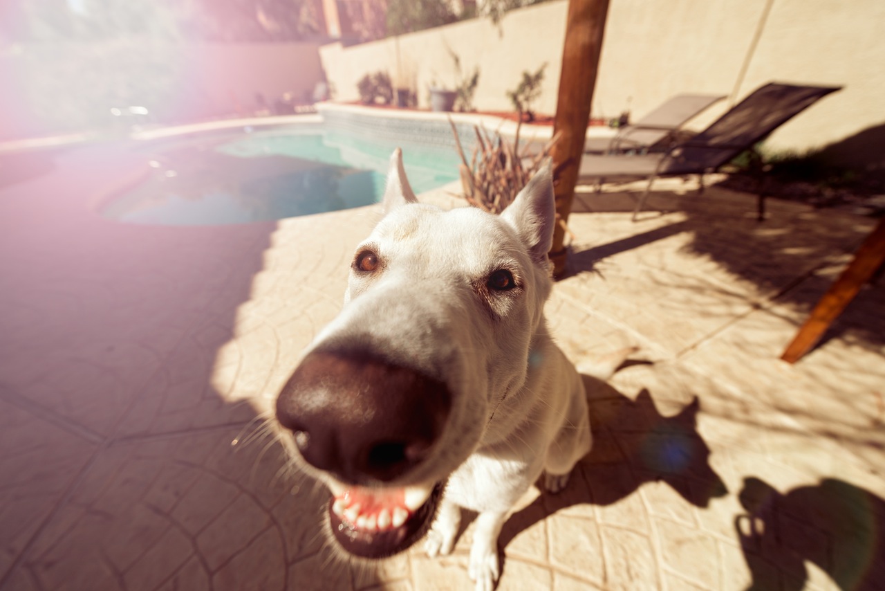 summer-dog