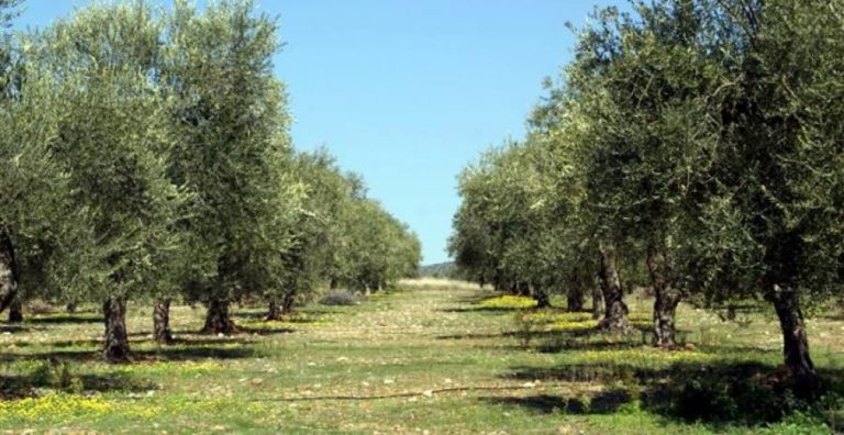 Kαλαμάτα: 8000 παραγωγοί δεν έχουν ενεργοποιήσει τα δικαιώματά τους για τις επιδοτήσεις