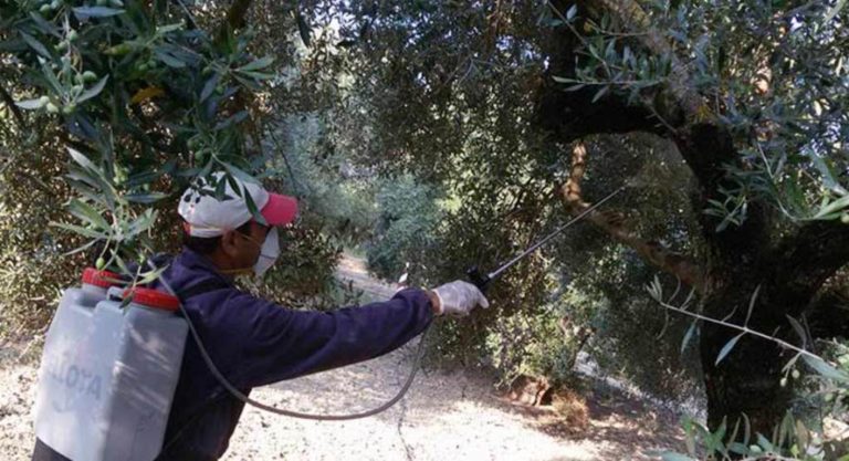 Παρέμβαση του δήμου για τη δακοκτονία