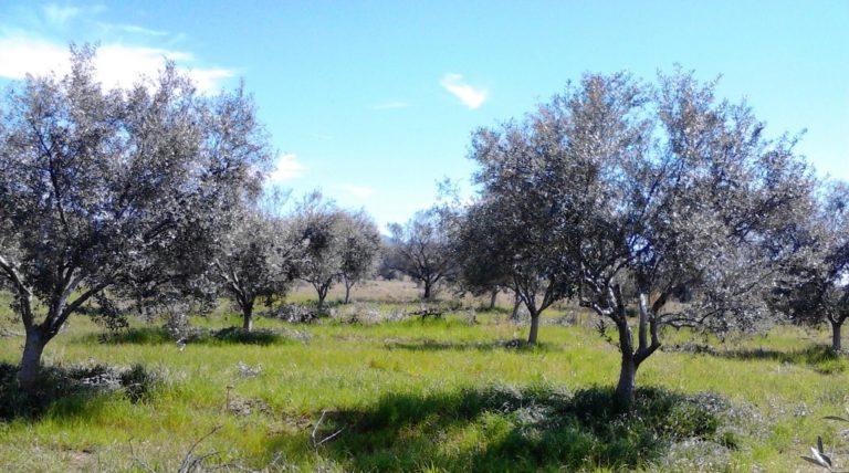 Μεγάλες ζημιές στην ελαιοκαλλιέργεια
