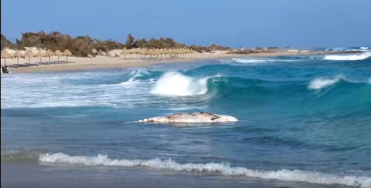 Φάλαινα τεσσάρων τόνων ξέβρασε η θάλασσα (video)