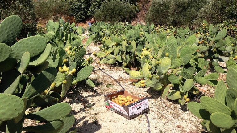 Τεκίλα από την Κρήτη