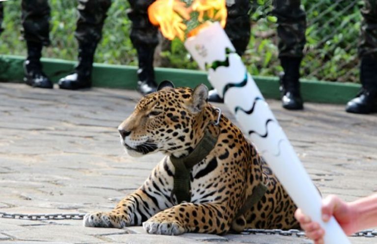 Βραζιλία: Πυροβολήθηκε θανάσιμα τζάγκουαρ σε τελετή για τους Ολυμπιακούς