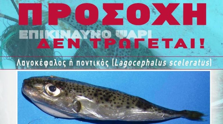 Προσοχή για το ψάρι Λαγοκέφαλο