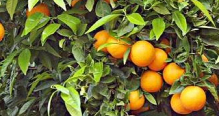 Γαλάτσι: Μαζεύουν νεραντζάκια για το Κοινωνικό Παντοπωλείο και τα συσσίτια