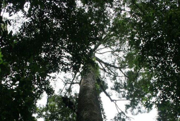 Ανακαλύφθηκε το ψηλότερο τροπικό δέντρο στον κόσμο