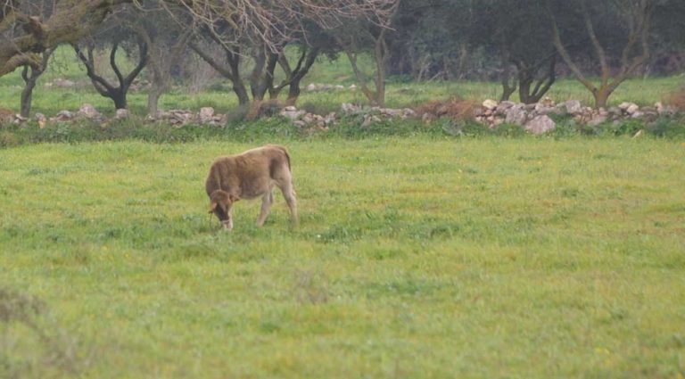 Φλώρινα: Υποχρεωτικός εμβολιασμός των βοοειδών για την οζώδη δερματίτιδα