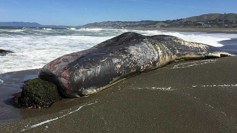 Νεκρή φάλαινα βρέθηκε στην Κρήτη