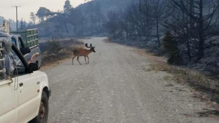 Ρόδος: «Αποφύγαμε τα χειρότερα» δήλωσε ο διοικητής της Πυροσβεστικής