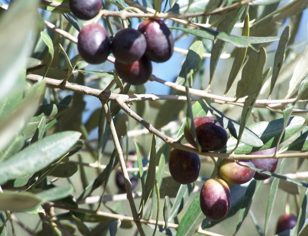 Διενέργεια γενικού δολωματικού ψεκασμού για τον δάκο στον Δήμο Αγιάς