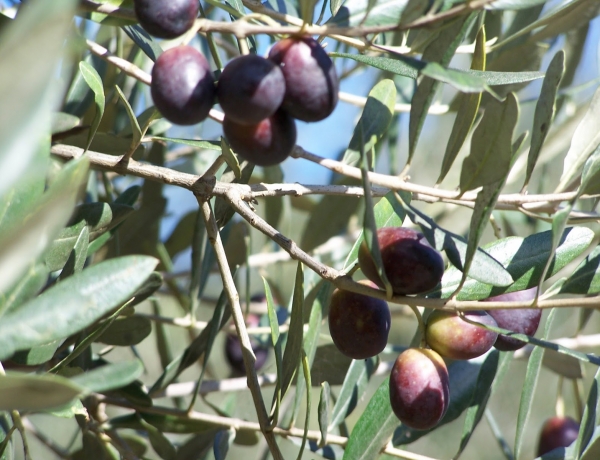 Συνέχιση δολωματικών ψεκασμών στον Δήμο Πλατανιά