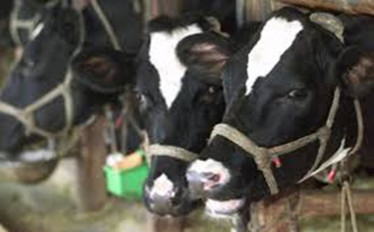 Ορεστιάδα: Ενιαία Ενίσχυση για κτηνοτρόφους που επλήγησαν από οζώδη δερματίτιδα
