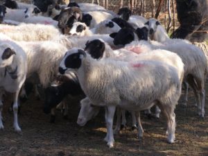 Κομοτηνή: Αντιμέτωποι με τους λύκους οι κτηνοτρόφοι της Ροδόπης