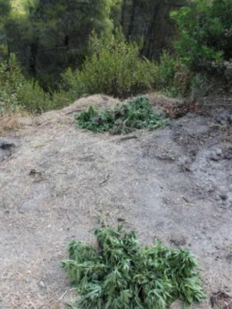 Φυτείες χασίς στην Κορινθία – Συνελήφθη 25χρονος