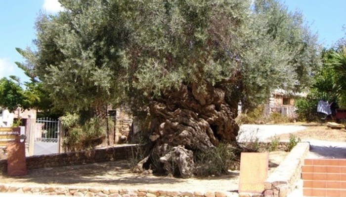 Χανιά: Κότινος από τη μνημειακή ελιά των Βουβών στο Ρίο