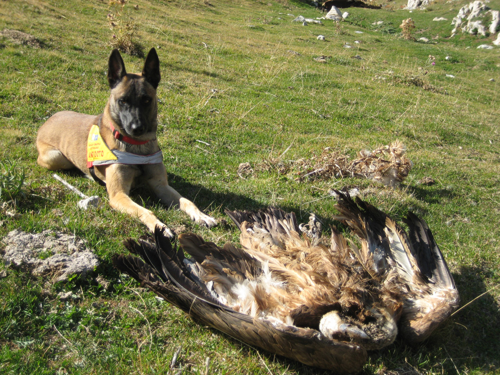 Dingo-e-grifone