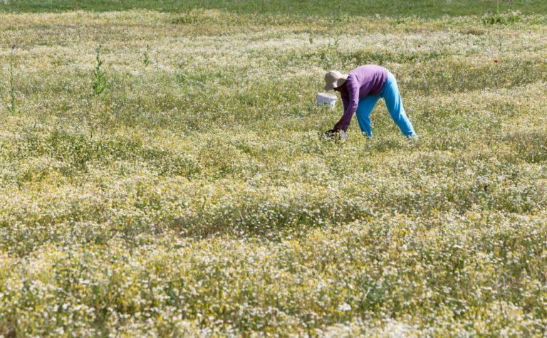 Μεσσηνία: Από την Πέμπτη η υποβολή αιτήσεων για την Ενιαία