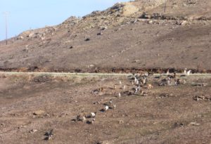 andros_voskisi