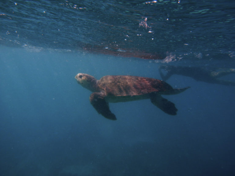Ρέθυμνο: Απελευθέρωση χελώνας caretta caretta