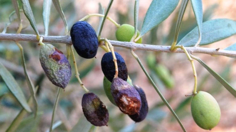 Χωρίς δακοκτονία 23 κοινότητες