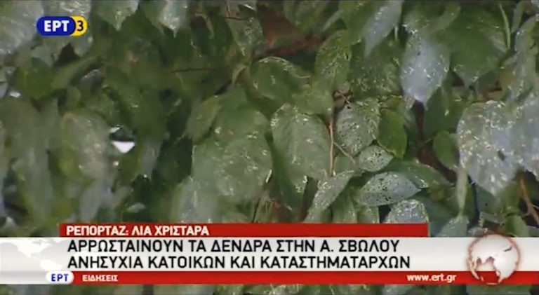Άρρωστα τα δέντρα στην Αλ. Σβώλου του Δ. Θεσσαλονίκης (video)