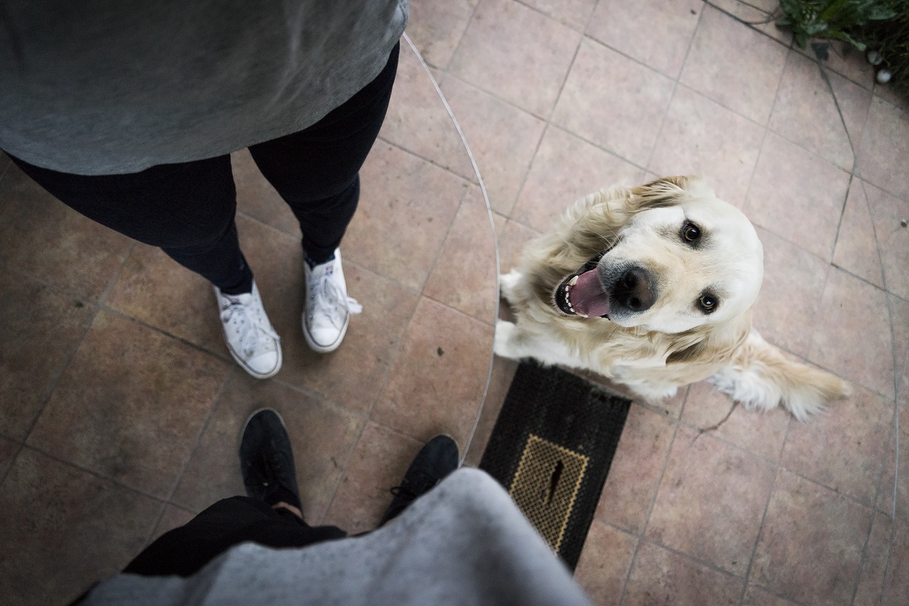 dog-1