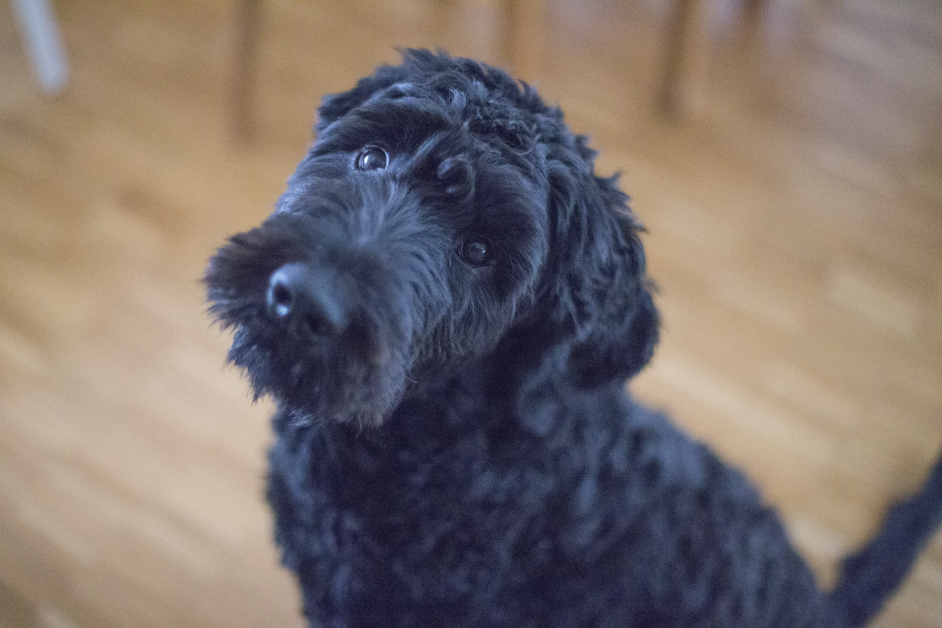 dog