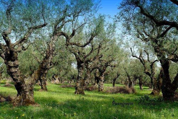 Κέρκυρα:Ενημερωτική ημερίδα της ΠΙΝ για την ελιά