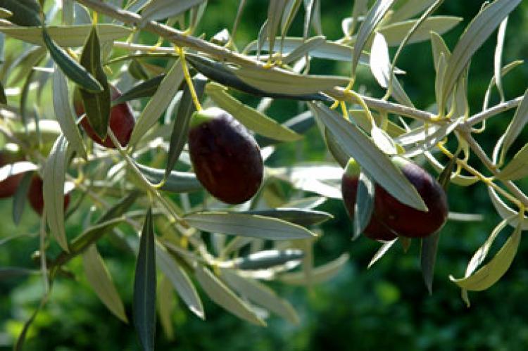 Κέρκυρα: Ξεκινάει η δακοκτονία