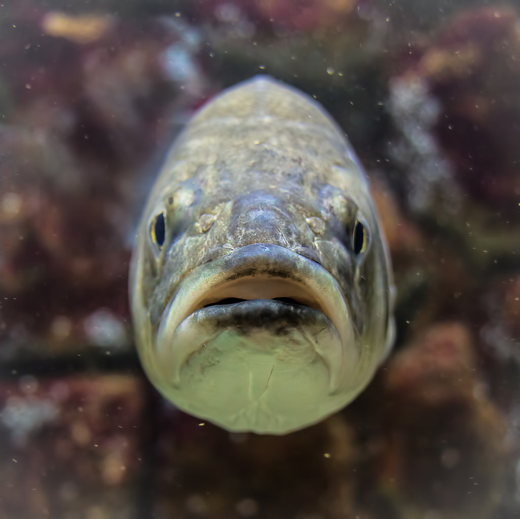 fish