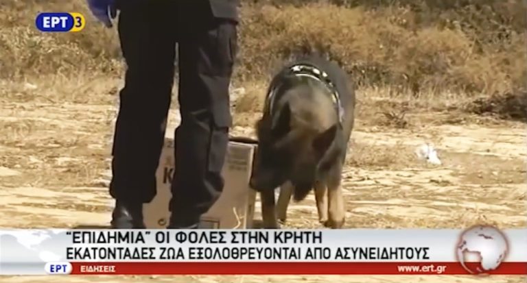 «Επιδημία» από φόλες στην Κρήτη (video)