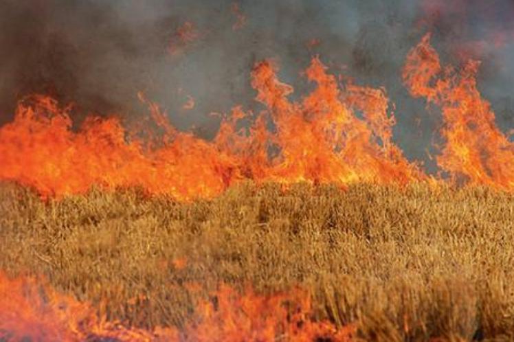 Βόλος: Αγρότες χάνουν αποζημιώσεις λόγω καύσης καλαμιάς
