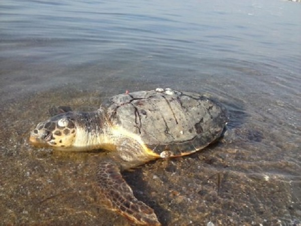 Χανιά: Νεκρή χελώνα Καρέτα – Καρέτα στην παραλία του Καλαθά