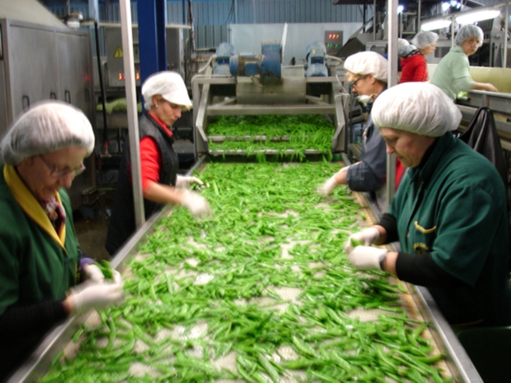 Διδυμότειχο: Παραγωγή 5.ΟΟΟ τόνων λαχανικών ετήσια και 300 θέσεις εργασίας καταγράφει η Ελληνική Οικοαγροτική Α.Ε., στους Μεταξάδες
