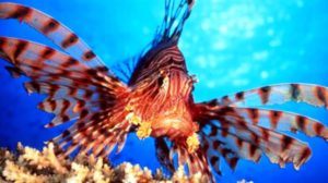 lionfish