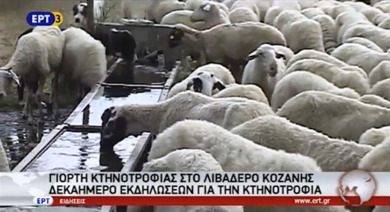 Γιορτή κτηνοτροφίας στο Λιβαδερό Κοζάνης (video)