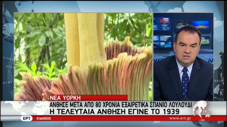 Άνθισε μετά από 80 χρόνια εξαιρετικά σπάνιο λουλούδι (video)