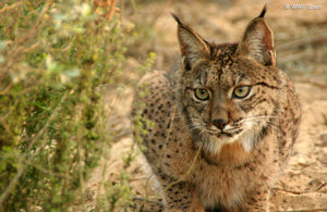 lynx